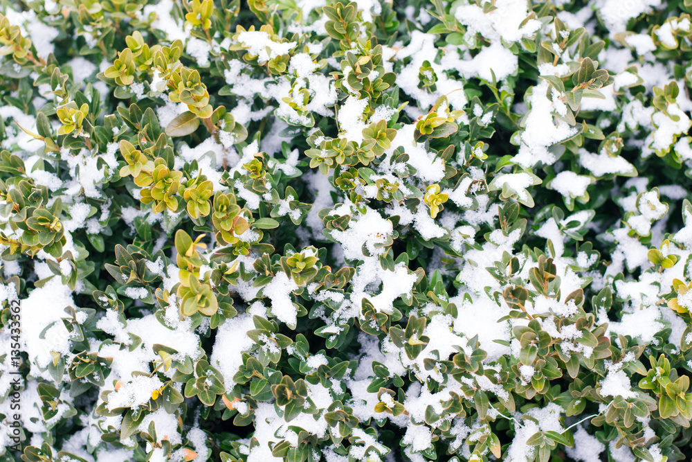Background photo of a bush