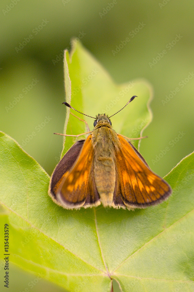 Obraz premium Skipper butterfly sitting on a plant