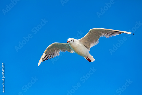 view of a saeagull on bodensee