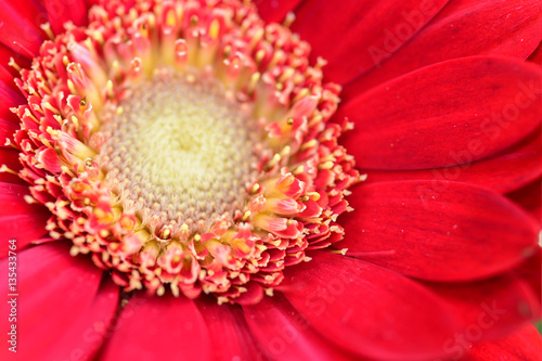 Gerbera red Gerbera