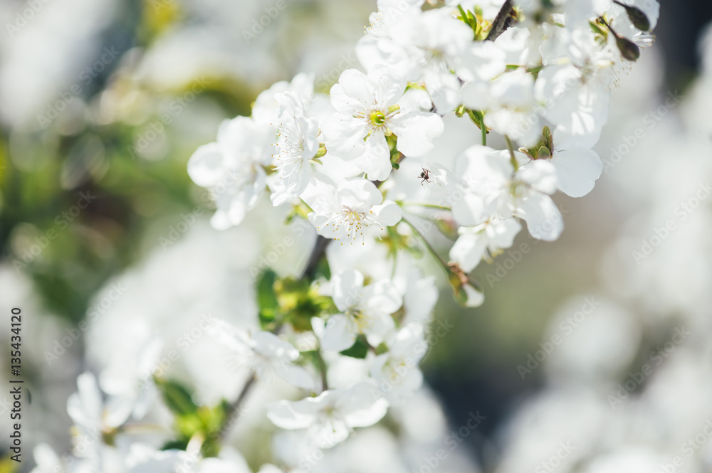 Spring sakura blossoming with white little flowers on the tree