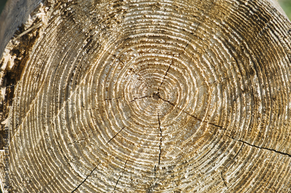 tree section close up texture view tree section close up texture view
