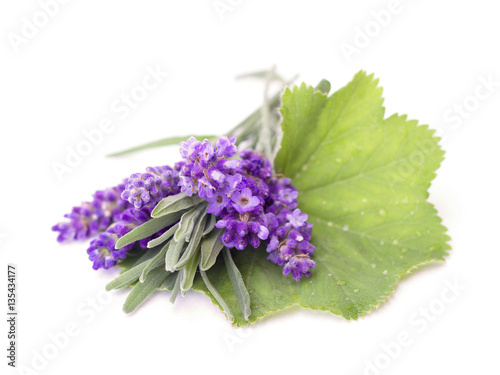 lavender on the white background