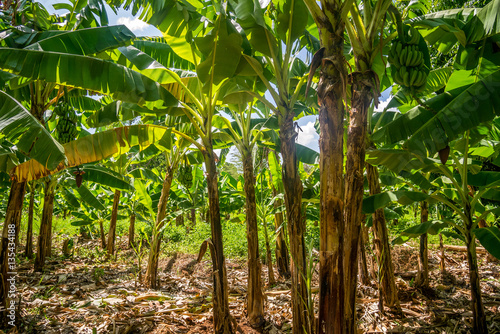 Banana plantation is East Africa