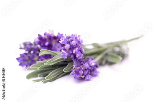  lavender on the white background