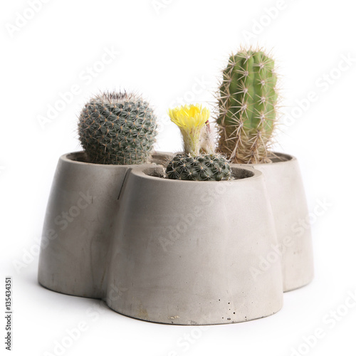 flowerpot cactus