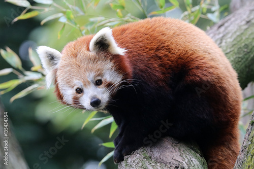 Fototapeta Naklejka Na Ścianę i Meble -  Red panda