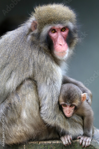 Japanese macaque