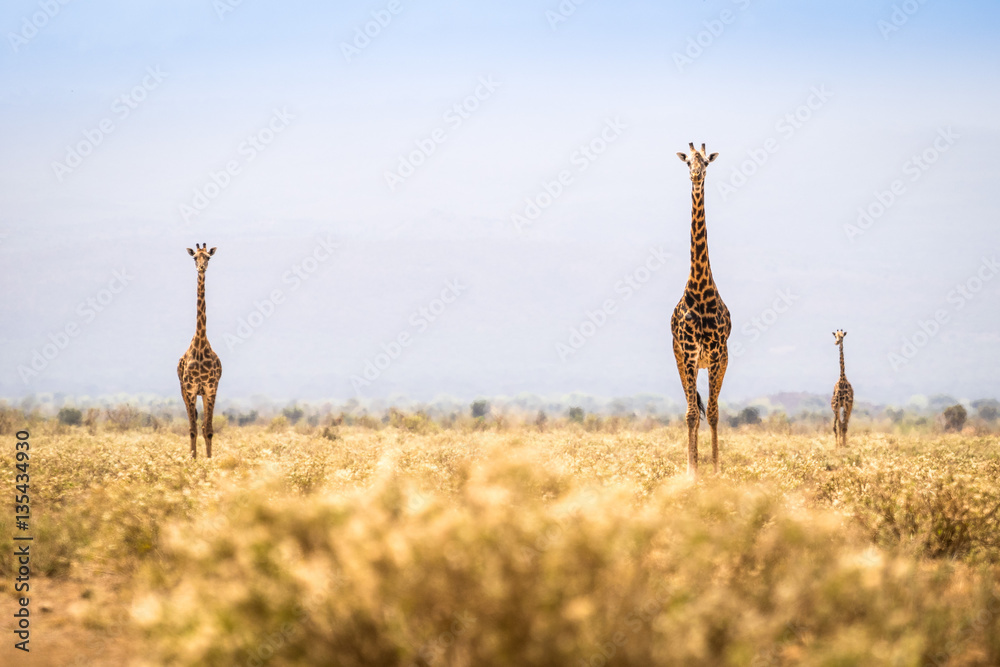 Obraz premium Three giraffes walking on savanna