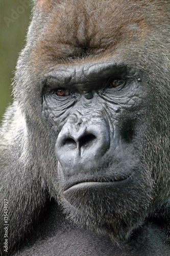 Gorilla © Edwin Butter
