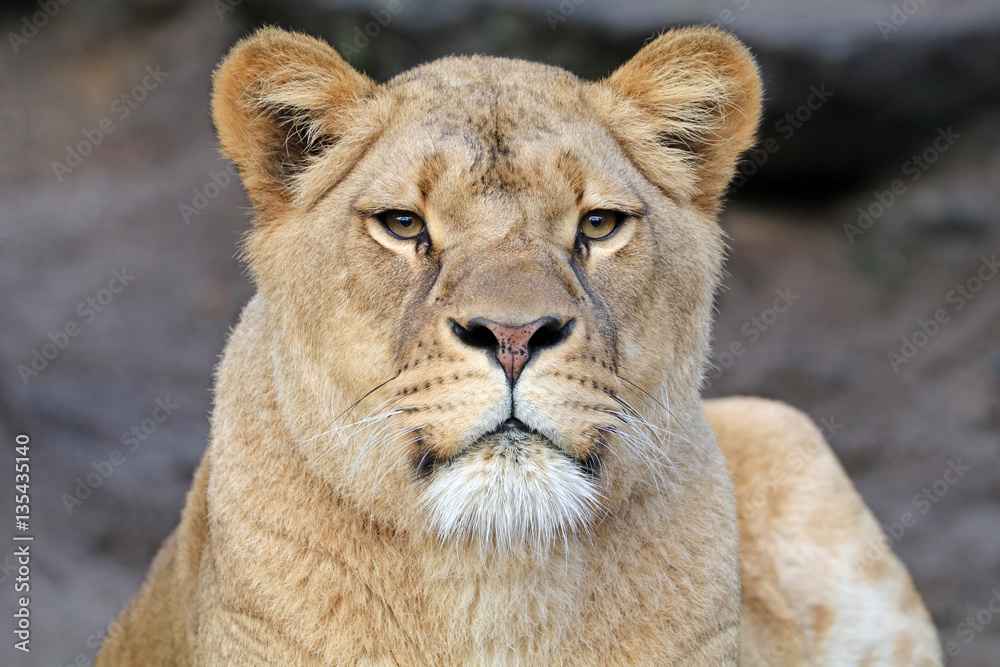 Fototapeta premium Lioness