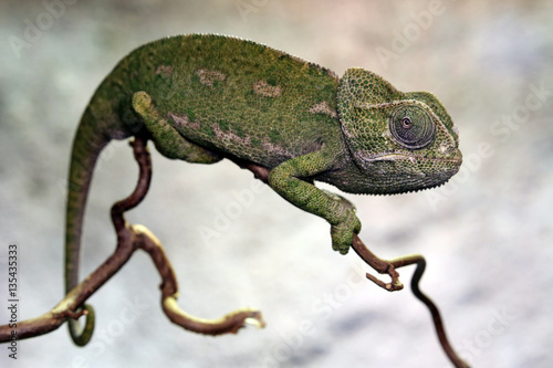 Jemen Chameleon