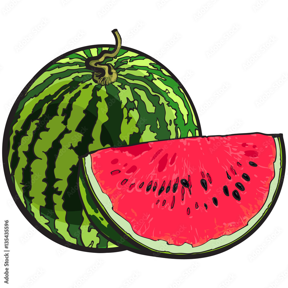 Line Art Of Watermelon Cuts, Water Drawing, Watermelon Drawing, Watermelon  PNG Transparent Image and Clipart for Free Download