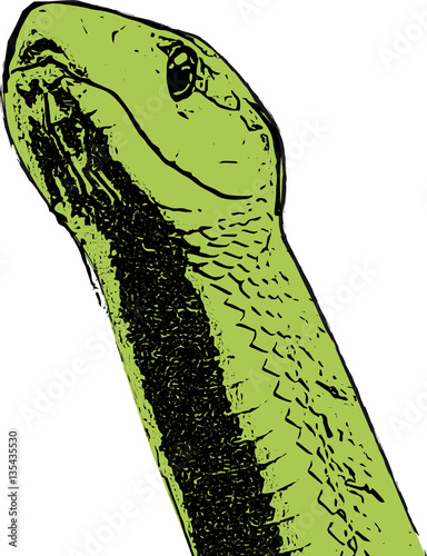 Vektorzeichnung von Kopf und Hals einer Mamba