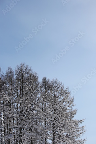 Wallpaper Mural 雪の積もった木々 Torontodigital.ca