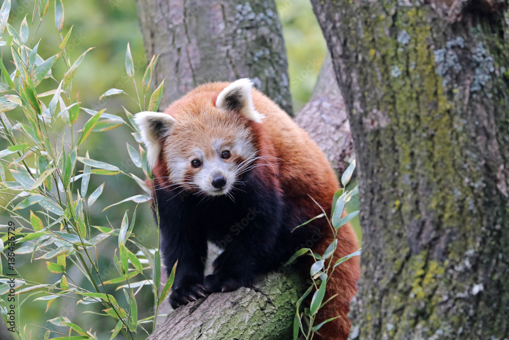 Red panda Red panda