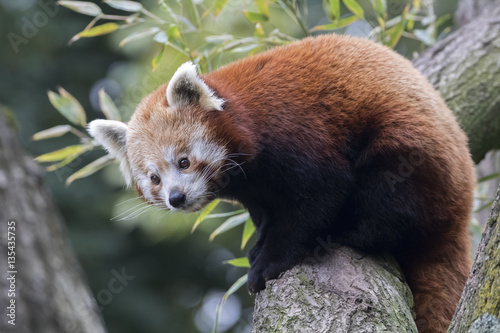Fototapeta Naklejka Na Ścianę i Meble -  Red panda