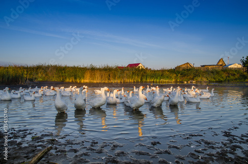 Flock of geese swimming on the river early in the morning in the