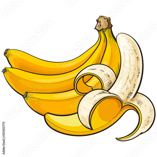 bananas, one open, another unopened and unpeeled, sketch style vector illustration isolated on white background. Realistic hand drawing of open and unopened ripe bananas