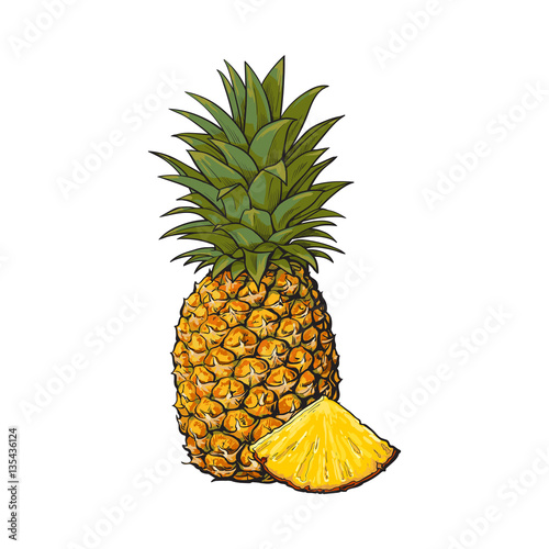 Whole, unpeeled, uncut, vertical pineapple and wedge formed slice, sketch style vector illustration isolated on white background. Realistic hand drawing of whole and wedge of fresh, ripe pineapple