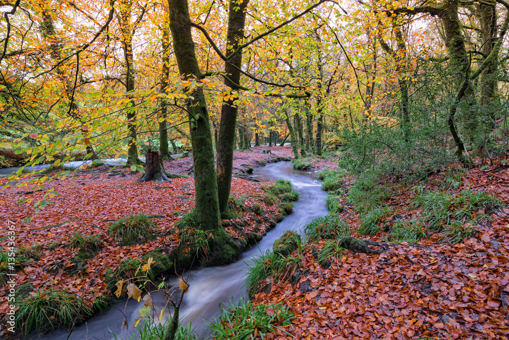 Autumn at Golitha Falls Autumn at Golitha Falls