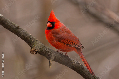 Male Cardinal on New Year's Eve 2016 at Meijer Gardens in Grand Rapids, MI. .......#adahighphoto #meijergardensbirds #malecardinal photo