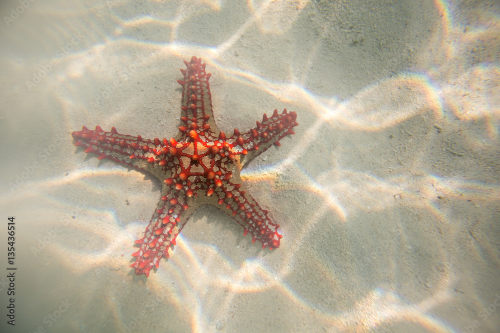 Red starfish resting on the bottom of Indian Ocean