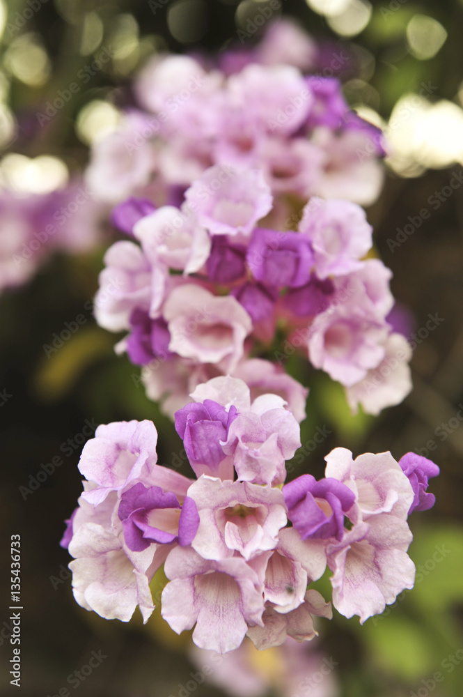 Garlic vine violet flower selective focus point Garlic vine violet flower selective focus point