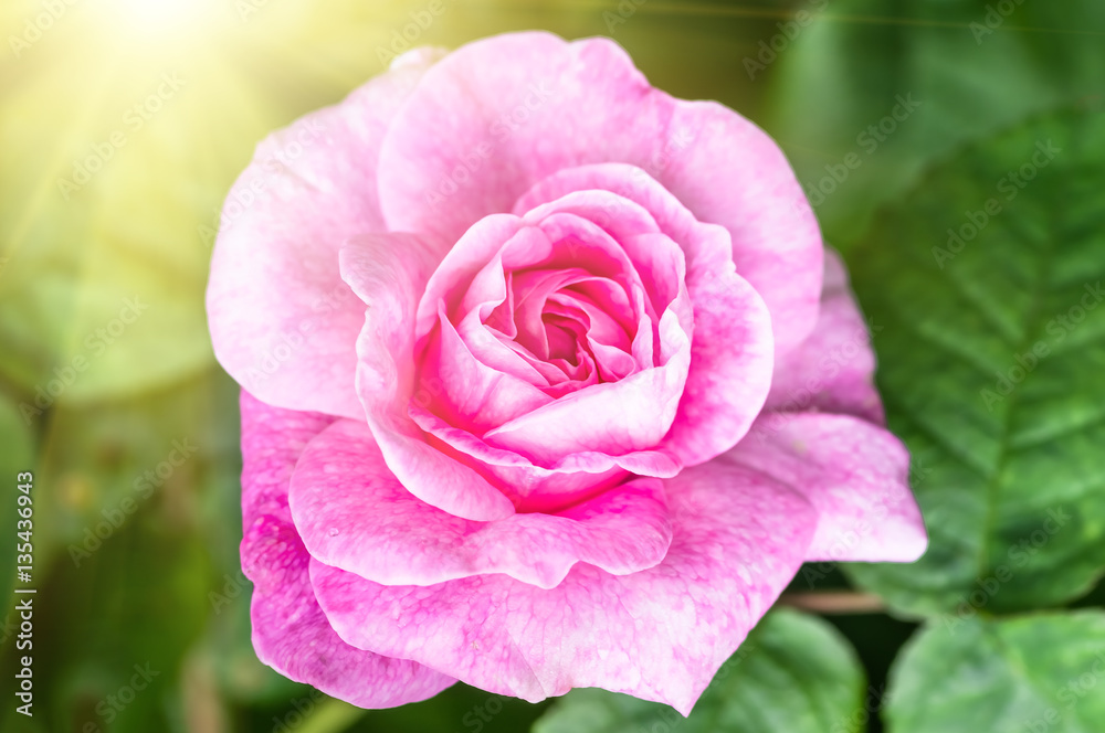 Pink roses in soft color, festive background Pink roses in soft color, festive background