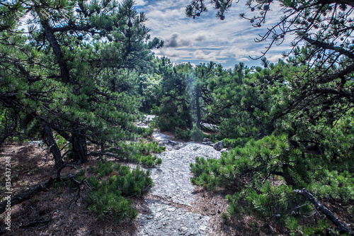 Dwarf pine stone mountain hike New England