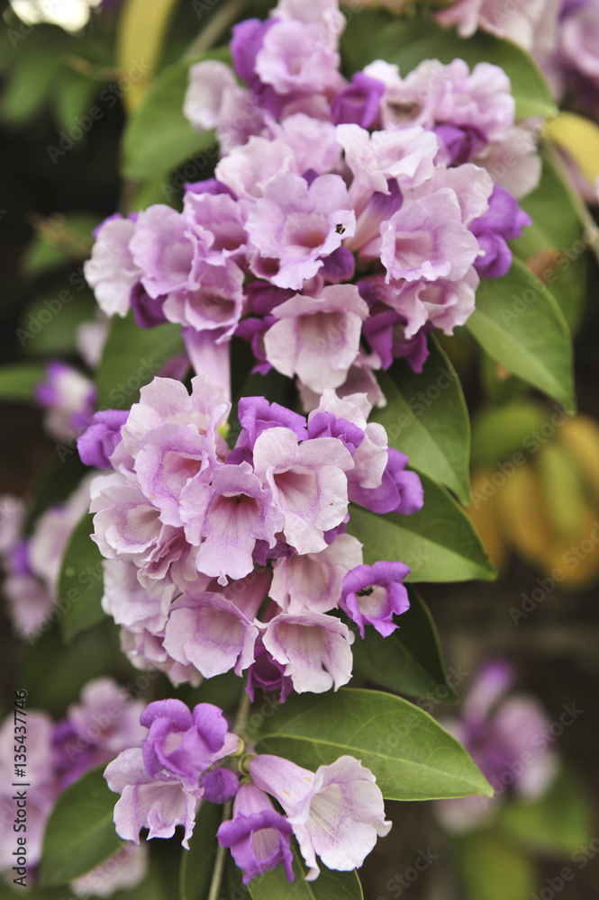 Garlic vine violet flower selective focus point Garlic vine violet flower selective focus point
