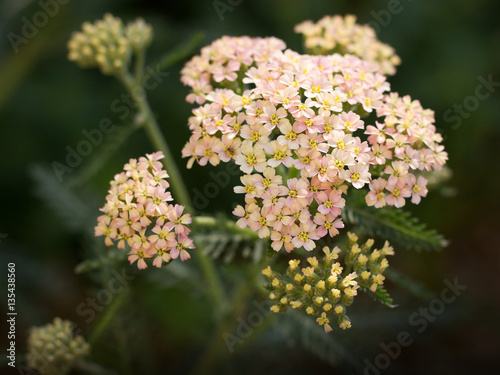 yarrow growing in the garden