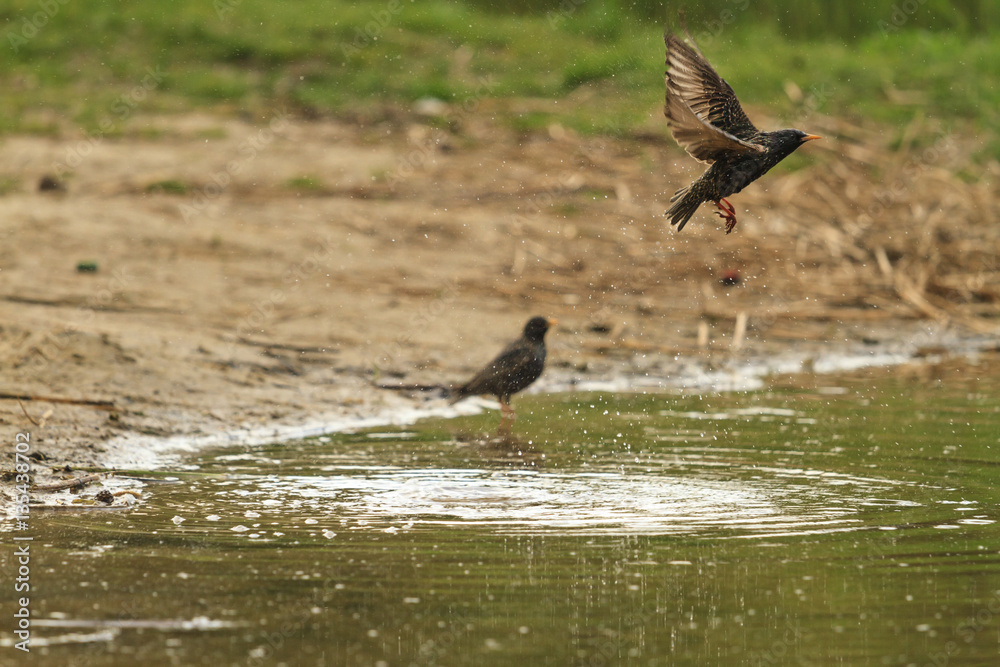 Starling flies from the surface of the lake