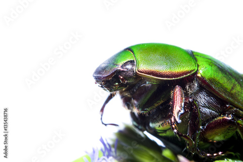 Scarab beetle or Anomala grandis green little bug insect macro