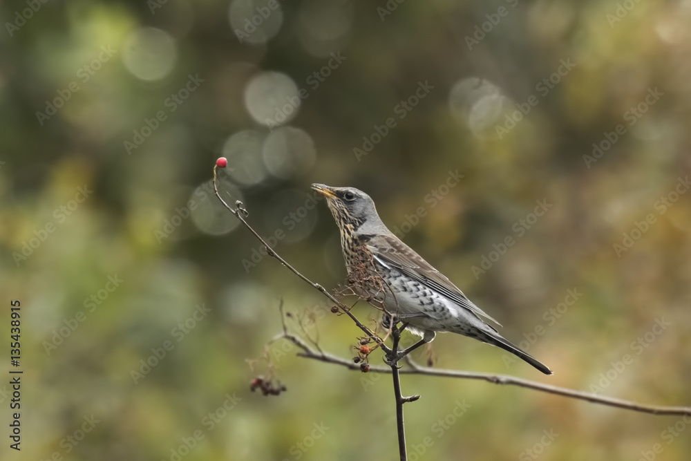 Fieldfare bird, Turdus pilaris, eating berries Fieldfare bird, Turdus pilaris, eating berries
