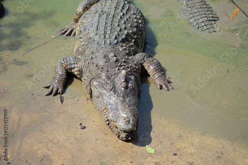 Crocodiles at Crocodile Farm in Thailand.
