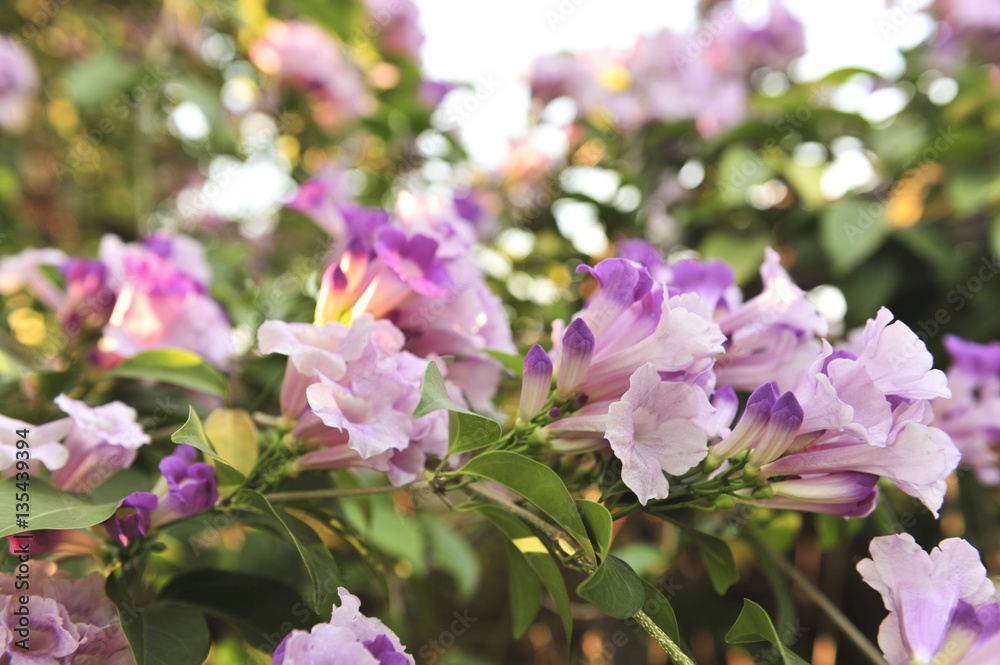 Garlic vine violet flower selective focus point Garlic vine violet flower selective focus point