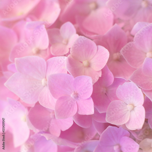 closeup image of hydrangea flower