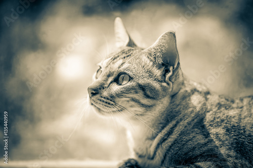 cat with dramatic tone © popp_photolia