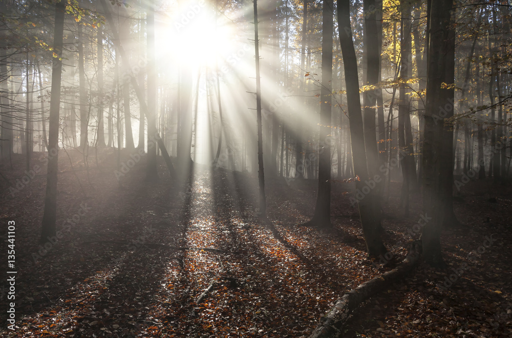 Fototapeta premium Bergwald im Nebel