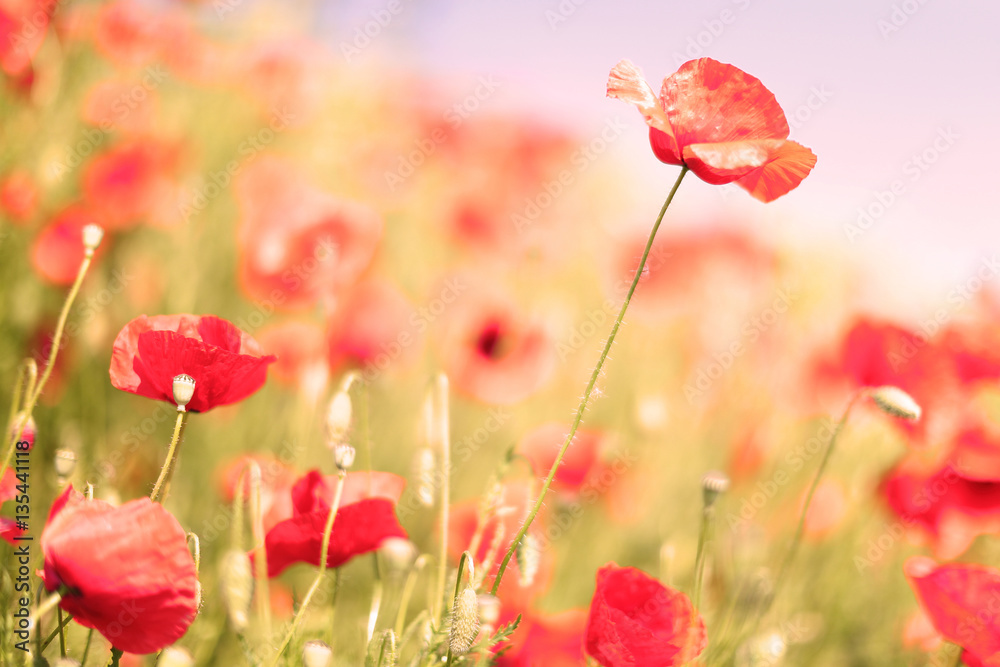 Obraz premium Mohn rosarot