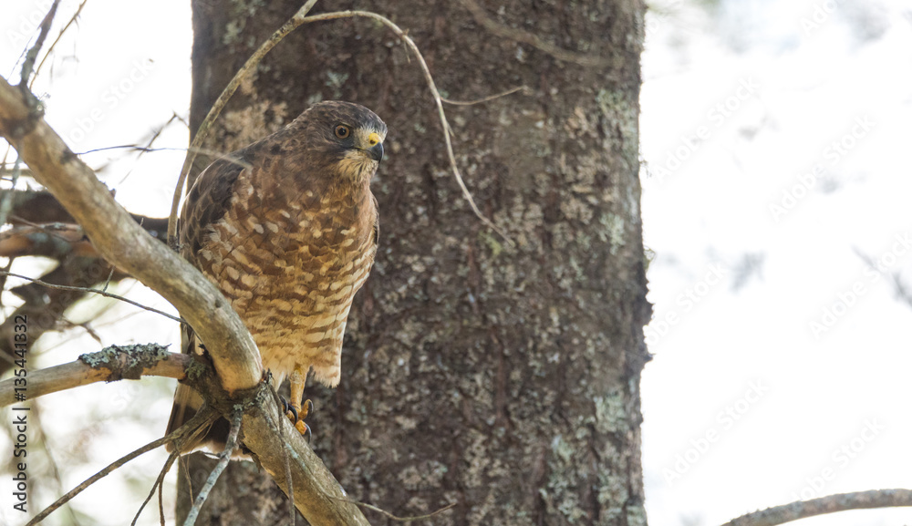 Beautiful young Red-Tail hawk on a tree branch, rests momentarily after having just consumed a fresh catch. Beautiful young Red-Tail hawk on a tree branch, rests momentarily after having just consumed a fresh catch.