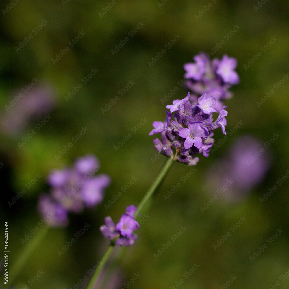Detail of lavender flowers in summer garden. Detail of lavender flowers in summer garden.