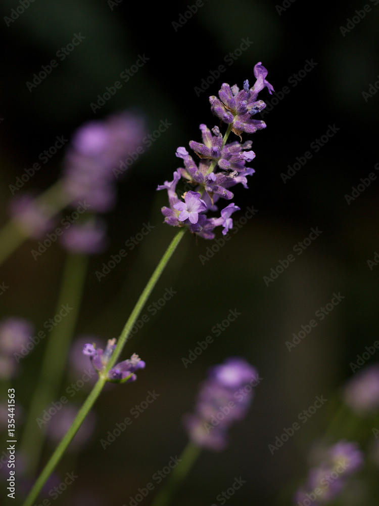 Detail of lavender flowers in summer garden. Detail of lavender flowers in summer garden.