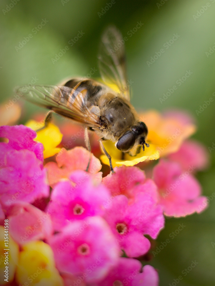 Hoverfly resting on a orange flower close up Hoverfly resting on a orange flower close up
