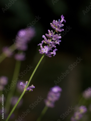 Detail of lavender flowers in summer garden.