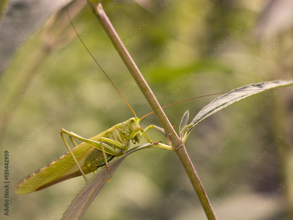 green grasshopper in the garden
