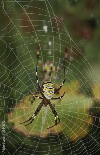 spider sitting in web