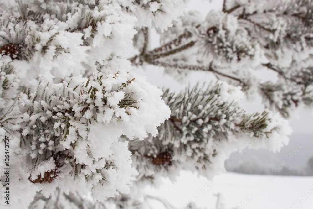 Freezing fog on trees. Icing on the branches of pine trees. Cold morning in the countryside. Rural Landscape in the Czech Republic in the winter. Snowy Forest. Freezing fog on trees. Icing on the branches of pine trees. Cold morning in the countryside. Rural Landscape in the Czech Republic in the winter. Snowy Forest.