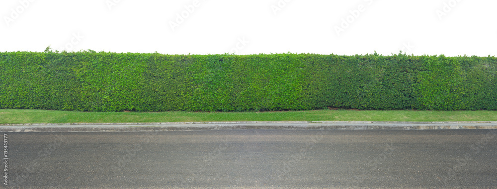 Naklejka premium Green leaves wall and asphalt road isolated on white background